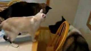 Sibling rivalry Akita and siamese cat and kitten [upl. by Lennor]