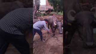 Pyometra case in buffalo shorts viralvideos viralshort trending veterinary buffalo [upl. by Nerua]