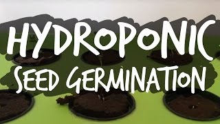 Germinating Seeds for Hydroponics [upl. by Reh860]