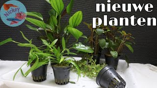 Wat doe ik met NIEUWE aquariumplanten Nickey [upl. by Valdis]