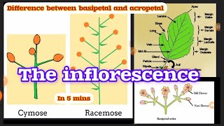 💯Inflorescence Class 11 Morphology in plants Animation  Explanation  Acropetal Basipetal [upl. by Adriana]