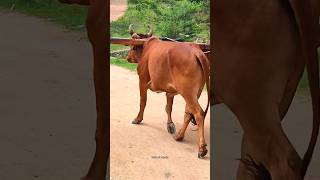 bullockcart shorts video  bullock cart ride  bullock cart videos bulls farms oxen  bullock media [upl. by Shanda101]