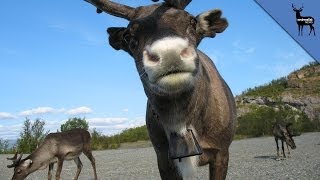 Facts To Know Before You Meet A Reindeer [upl. by Rettig]