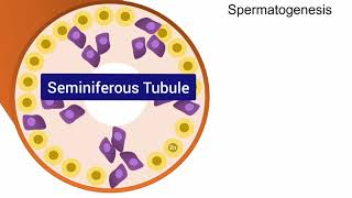 Spermatogenesis Animation [upl. by Omland]