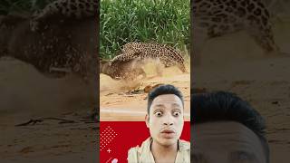 animals leopard cheetah wildlife buaya [upl. by Bohon]