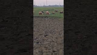 cattle love ytchanne villagelife nature [upl. by Anabahs958]