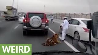 Tiger escapes caretakers car roams down crowded highway [upl. by Eimar341]