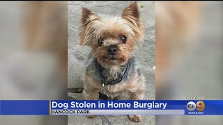 Thieves Took Hancock Park Mans Jewelry Laptops But He Wants His Dog Back [upl. by Ahsekim326]