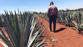 AGAVE AZUL  CASO DE ÉXITO  ARANDAS  RUVALVERDE [upl. by Norabel649]