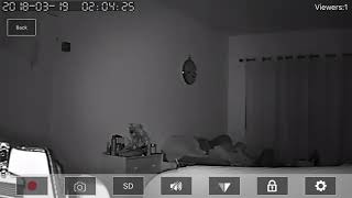 Haunted House Live Footage From Puppy Cam CCTV Caught Ghosts  Orbs Creepy [upl. by Seugirdor]