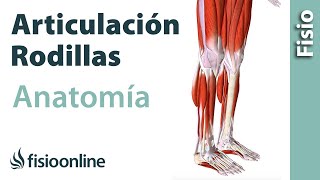 ARTICULACIÓN DE LA RODILLA Huesos ligamentos movimientos y curiosidades [upl. by Enneirb250]