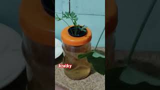 Kratky  Hidroponik Sistem [upl. by Stouffer324]