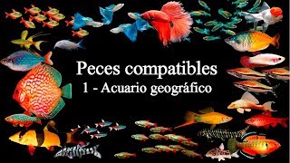 Peces compatibles 1  Acuario geográfico [upl. by Abdul372]