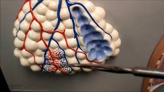 Respiratory System [upl. by Salomone461]