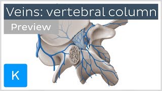 Veins of the Vertebral Column preview  Human Anatomy  Kenhub [upl. by Ecnarrot]