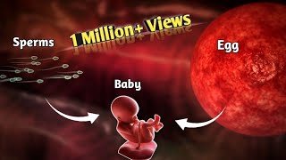 The Journey of Sperm and Egg The Fertilization Process  Pregnancy  Conception Explained in Urdu [upl. by Ahsinej753]