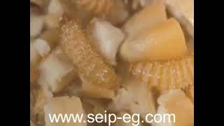 خنفساء الصعيد  Khapra beetle [upl. by Korney]