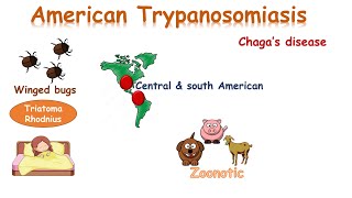 شرح American Trypanosoma chagas disease [upl. by Najar]