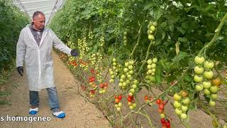 Gestión Integrada de Plagas en hortícolas protegidos Níjar 23012024 [upl. by Aeduj]