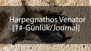 Harpegnathos Venator Günlük  Journal 1 [upl. by Nnaynaffit229]