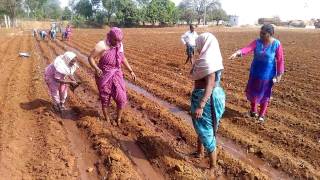 Palmarosa CN5 Cultivation in Karnataka [upl. by Ttehc]