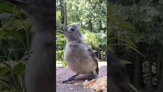 tufted titmouse callsounds shorts [upl. by Labors]