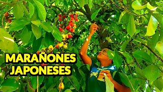 🍎Rey cortando MARAÑONES JAPONESES 🍎 Como llaman está FRUTA en tu PAIS [upl. by Leeke]