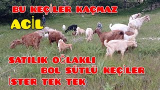 Bol Sütlü Sağılır Keçiler Keçi yetiştiriciliği Fırsat bu fırsat [upl. by Kcirderf]