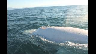 Migaloo the White Whale Encounter [upl. by Porche]