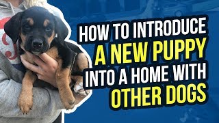 HOW TO INTRODUCE A NEW PUPPY INTO A HOME WITH OTHER DOGS [upl. by Akiras]