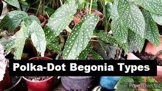 Different Types of quotPolka Dotquot Cane Begonia Collection [upl. by Anaj]