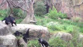 Chimp Tosses Raccoon Like a Frisbee [upl. by Vivie]