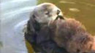 Cute Baby Sea Otters at Monterey Bay Aquarium [upl. by Harry]