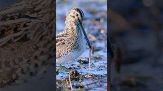 Wildlife birdscommon snipe capella gallinago eating worms birds wildlife [upl. by Yelyak78]