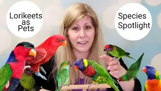 Lories and Lorikeets as Pets Species Spotlight [upl. by Wetzell756]