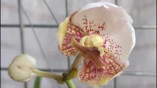 Unboxing  Queen  Vanda Sanderiana  V250 [upl. by Gavrilla]