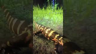 Planet Zoo Nile Monitors Tropica Outpost Year Of The Lizard 🦎 [upl. by Namzaj]