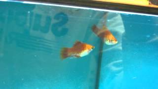 Xiphophorus Maculatus Golden Moon Platy [upl. by Petrine]