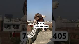 Beagle puppies for sale in Delhi ncr music anime animeedit phonk song happypaws love [upl. by Ayotan903]