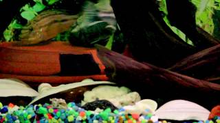 Melanochromis Auratus aka Golden MbunaMalawi Golden Cichlid Breeding [upl. by Kiele]