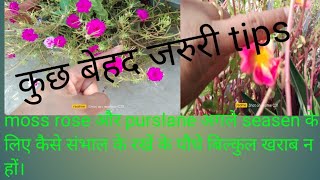 Moss Rose and Purslane Plant को अगले साल के लिए कैसे संभाल के रखें। [upl. by Anola]