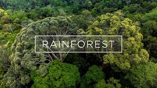 International Day of Forests 2022  Why Malaysian rainforests are living treasures [upl. by Clifton]