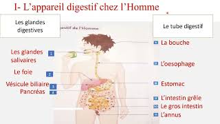 la digestion et labsorption 3ème année collège [upl. by Hepzi]