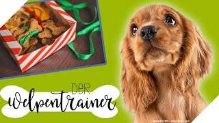 Lecker amp gesund 🍪 Hundekekse selbst backen  Der Welpentrainer  sixx [upl. by Plato]