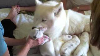 Dazzzles New Samoyed Puppies [upl. by Aleece]