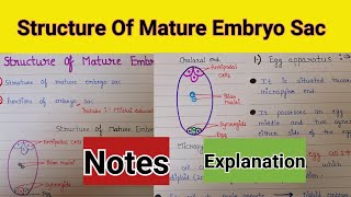 Structure of mature embryo sac  structure of mature embryo sac class 12  structure of embryo sac [upl. by Odrareve]