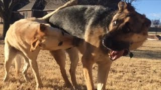 German Shepherd RUSHES Yellow Lab [upl. by Hsara978]