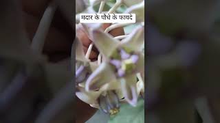 Madaar ke paudhe ke fayde Aakde ka paudha tips and tricks vastu Shastra ayurvedic medicine shorts [upl. by Innig]