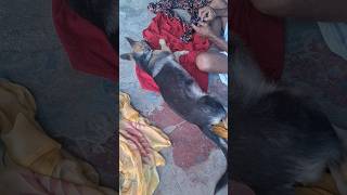 Dog masti video animation funny jarmanshepharddog dog Dog trending short video [upl. by Kerrin]