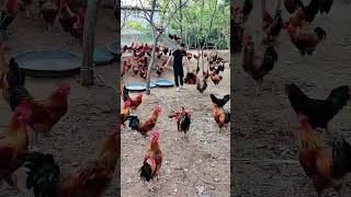 The customer ordered 100 chickens and required to catch them within 1 hour He must enlarge the move [upl. by Valry]